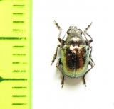 Chrysomelidae sp.  South Africa Rep. - INSECTS-STORE.RU