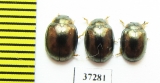 Chrysomelidae sp.  South Africa Rep. - INSECTS-STORE.RU