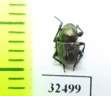 Chrysomelidae sp.  South Africa Rep. - INSECTS-STORE.RU