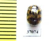 Chrysomelidae sp.  South Africa Rep. - INSECTS-STORE.RU