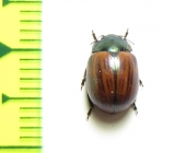 Chrysomelidae sp.  South Africa Rep. - INSECTS-STORE.RU