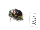 Chrysomelidae sp.  South Africa Rep. - INSECTS-STORE.RU