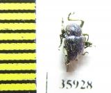 Chrysomelidae sp.  Tanzania - INSECTS-STORE.RU