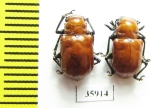 Chrysomelidae sp.  Tanzania - INSECTS-STORE.RU