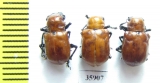 Chrysomelidae sp.  Tanzania - INSECTS-STORE.RU