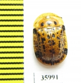 Chrysomelidae sp.  Tanzania - INSECTS-STORE.RU