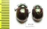 Chrysomelidae sp.  Tanzania - INSECTS-STORE.RU