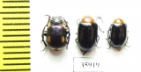 Chrysomelidae sp.  Tanzania - INSECTS-STORE.RU