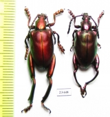 Sagra sp.  Laos - INSECTS-STORE.RU