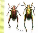 Sagra sp.  Indonesia, Flores isl. - INSECTS-STORE.RU