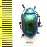 Chrysomelidae sp.  Mexico - INSECTS-STORE.RU