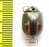 Chrysomelidae sp.  Mexico - INSECTS-STORE.RU