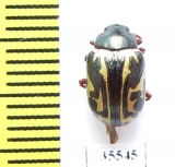 Chrysomelidae sp.  Mexico - INSECTS-STORE.RU