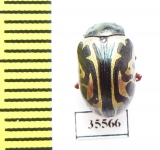 Chrysomelidae sp.  Mexico - INSECTS-STORE.RU