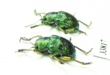 Chrysomelidae sp.  Indonesia, Sulawesi - INSECTS-STORE.RU