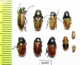 Chrysomelidae sp.  Armenia - INSECTS-STORE.RU