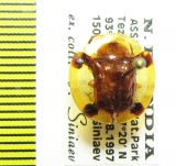 Chrysomelidae sp.  India, Assam - INSECTS-STORE.RU