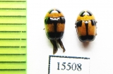 Chrysomelidae sp.  Laos - INSECTS-STORE.RU