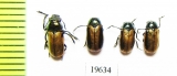 Chrysomelidae sp., pair  Tajikistan - INSECTS-STORE.RU