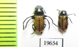 Chrysomelidae sp., pair  Tajikistan - INSECTS-STORE.RU