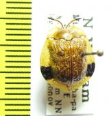 Chrysomelidae sp.  Vietnam - INSECTS-STORE.RU