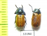 Labidostomis subfasciata, pair  Iran, Gilan prov. - INSECTS-STORE.RU