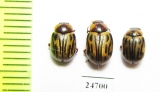 Chrysomelidae sp.  Pakistan - INSECTS-STORE.RU