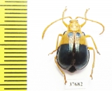 Chrysomelidae sp.  Peru - INSECTS-STORE.RU