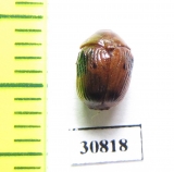 Chrysomelidae sp.  Peru - INSECTS-STORE.RU