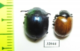 Chrysomelidae sp.  Peru - INSECTS-STORE.RU
