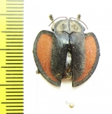 Chrysomelidae sp.  Peru - INSECTS-STORE.RU