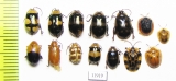Chrysomelidae sp.  Peru - INSECTS-STORE.RU