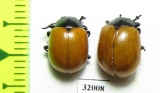 Chrysomelidae sp.  Peru - INSECTS-STORE.RU