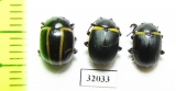Chrysomelidae sp.  Peru - INSECTS-STORE.RU