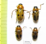 Antipus macropus, pair  Russia, Volgograd reg. - INSECTS-STORE.RU