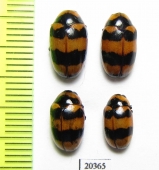 Chrysomelidae sp.  Thailand - INSECTS-STORE.RU