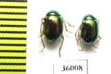 Chrysomelidae sp.  Thailand - INSECTS-STORE.RU