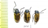 Chrysomelidae sp.  Tunis - INSECTS-STORE.RU