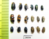 Chrysomelidae sp.  Russia, Far East - INSECTS-STORE.RU