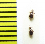 Brachygluta fossulata  Belorussia - INSECTS-STORE.RU