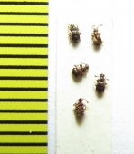 Brachygluta fossulata  Belorussia - INSECTS-STORE.RU