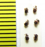 Brachygluta fossulata  Belorussia - INSECTS-STORE.RU