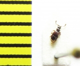 Brachygluta foveola  Russia, Crimea reg. - INSECTS-STORE.RU