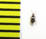 Bryaxis bulbifer  Belorussia - INSECTS-STORE.RU