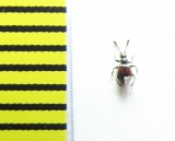 Fagniezia impressa  Belorussia - INSECTS-STORE.RU