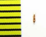 Plectophloeus nitidus  Belorussia - INSECTS-STORE.RU