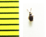 Euconnus claviger  Belorussia (myrmecophilous) - INSECTS-STORE.RU