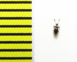 Euconnus wetterhallii  Belorussia - INSECTS-STORE.RU