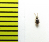 Neuraphes angulatus  Belorussia - INSECTS-STORE.RU