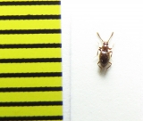 Stenichnus godarti  Belorussia - INSECTS-STORE.RU